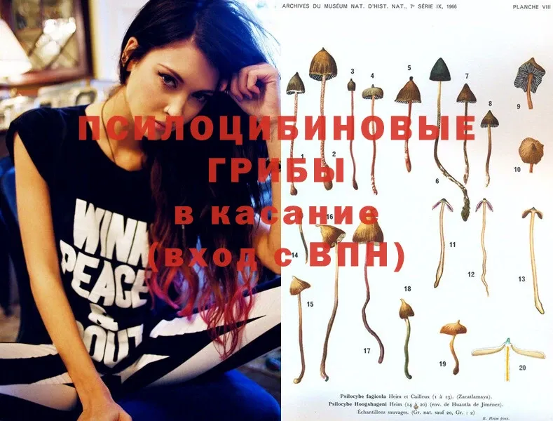 Галлюциногенные грибы Psilocybe  ссылка на мегу онион  Багратионовск 